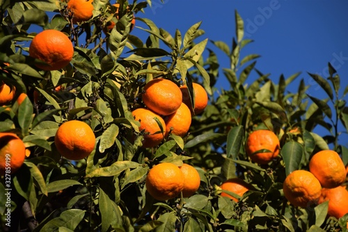 Ripe mandarins on tree detail