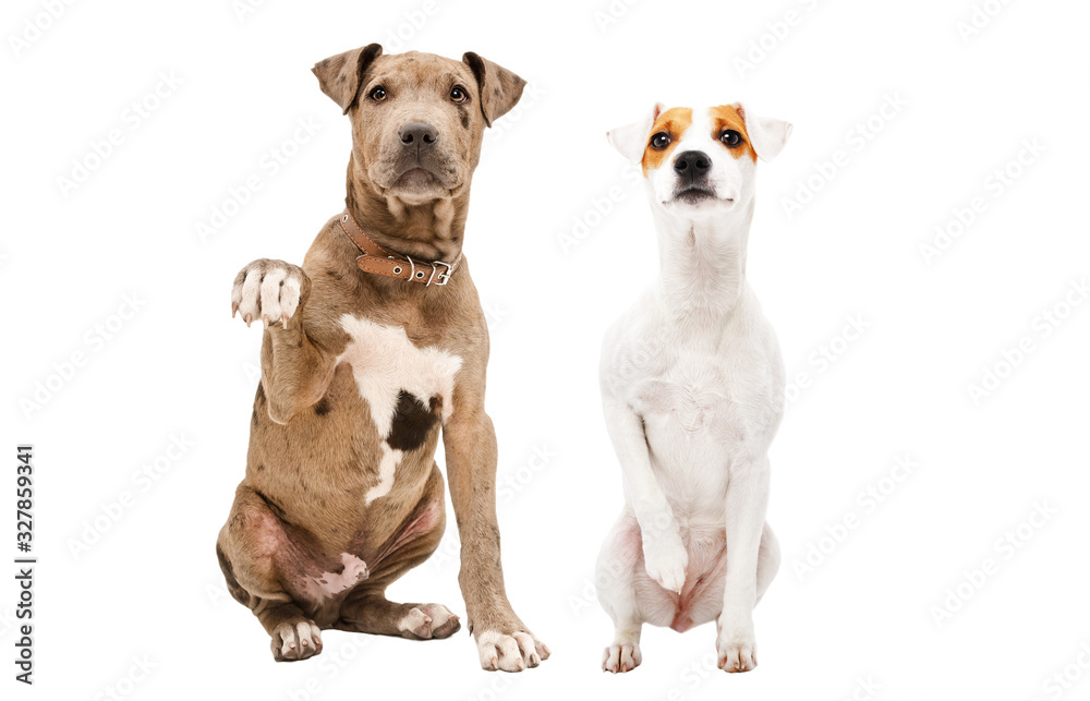 Playful puppy Pitbull and Parson Russell Terrier sitting together isolated on white background
