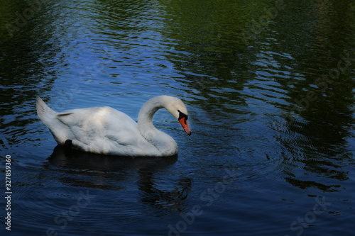 A beautiful white swan swims in the lake