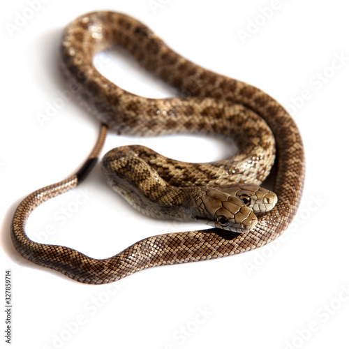 The two headed Japanese rat snake, Elaphe climacophora, on white