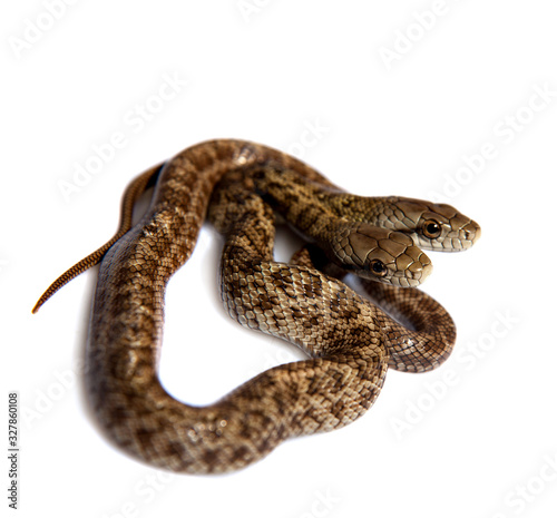 The two headed Japanese rat snake, Elaphe climacophora, on white photo