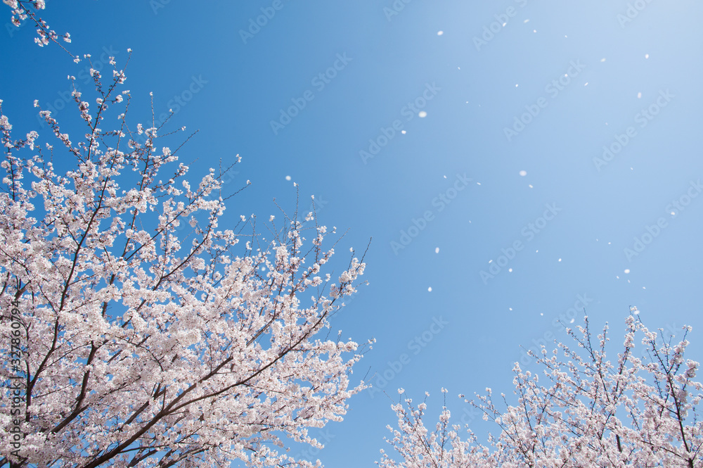 青空と桜吹雪