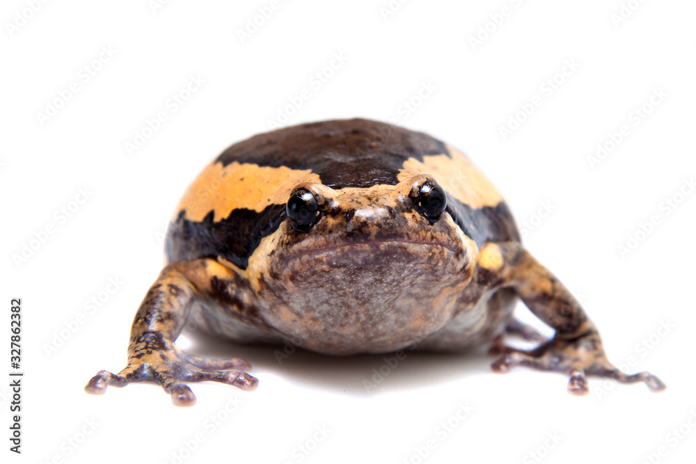 Obraz premium The banded bullfrog isolated on white background