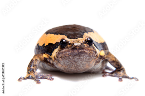 The banded bullfrog isolated on white background