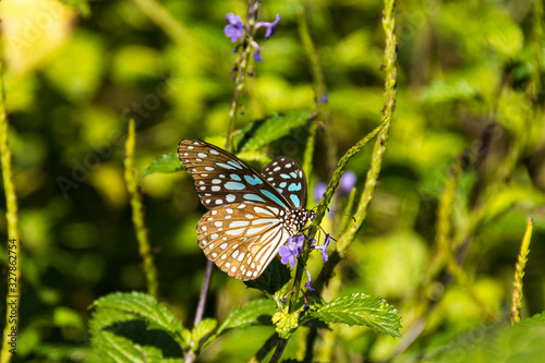 Butterfly on a flower in high grass in the Hong Kong Park © Nemanja Zivkovic