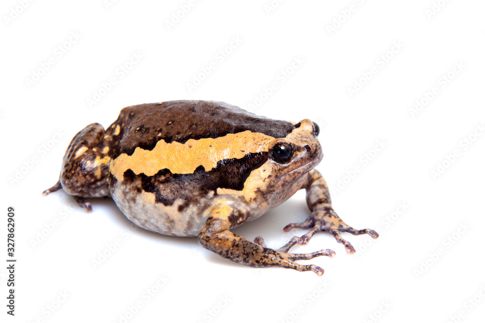 Obraz premium The banded bullfrog isolated on white background