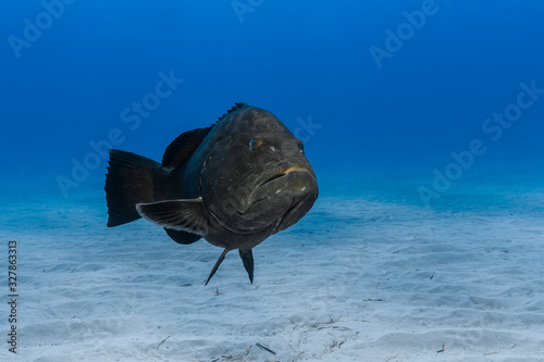 Schwarzer Zackenbarsch (Mycteroperca bonaci) photo