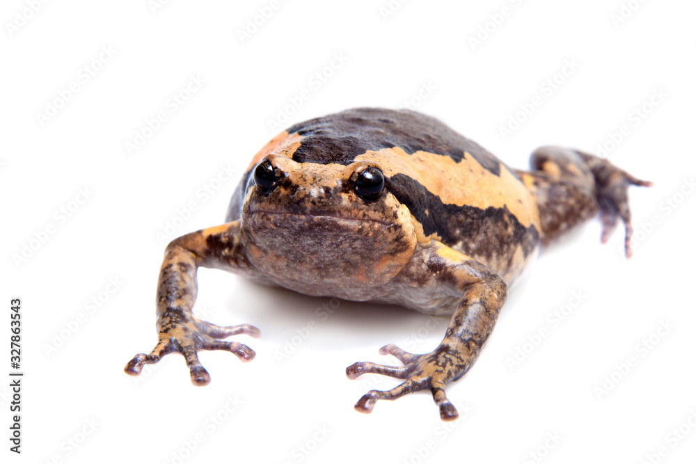 Obraz premium The banded bullfrog isolated on white background