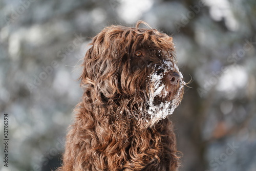 dog portrait from a pudelpointer on a sunny winter day photo