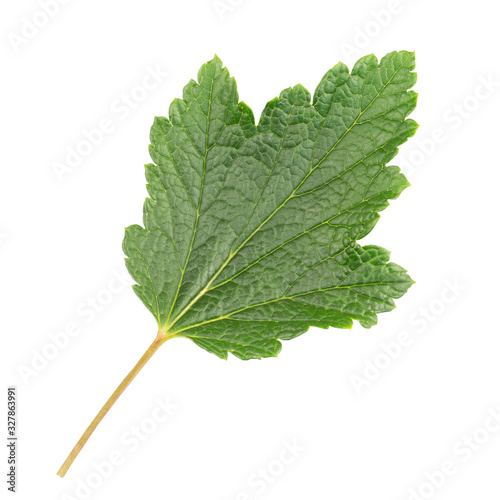 Currant leaf isolated on a white background.