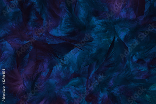 Soft and gentle dark blue and violet feathers boa background.