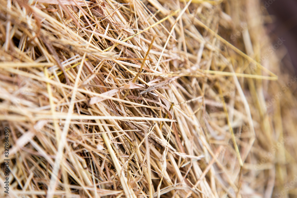 hay which is dried for use in winter for animals in agriculture hay which is dried for use in winter for animals in agriculture