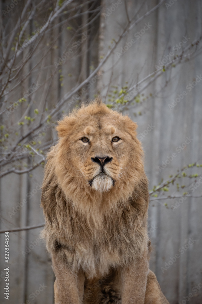 A beautiful portrait of a male Asian lion A beautiful portrait of a male Asian lion