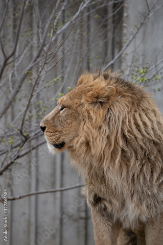 A beautiful portrait of a male Asian lion