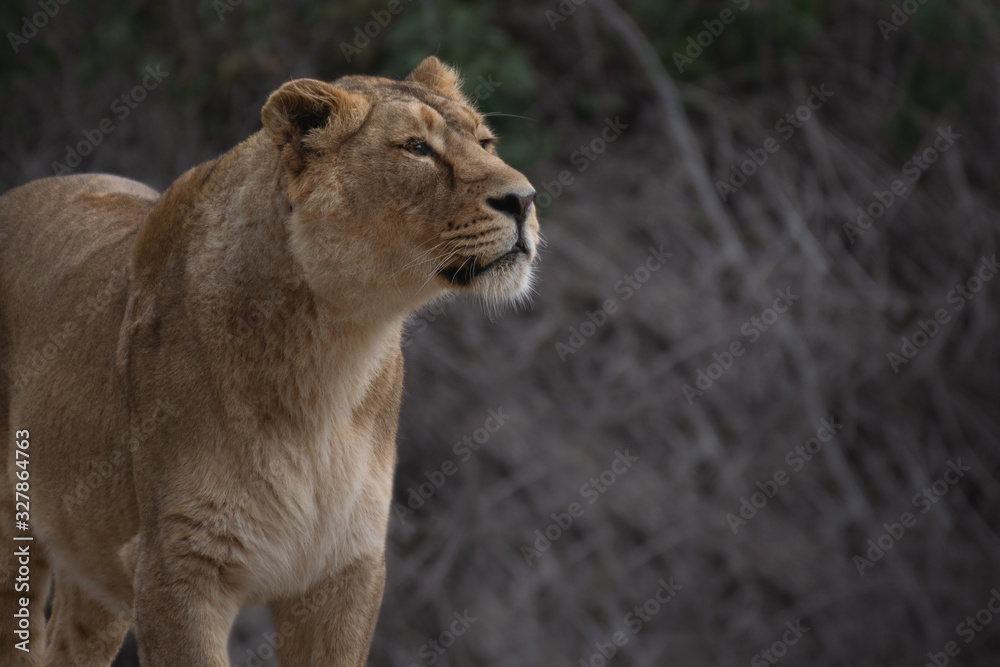 A beautiful portrait of an Asian lioness in winter A beautiful portrait of an Asian lioness in winter