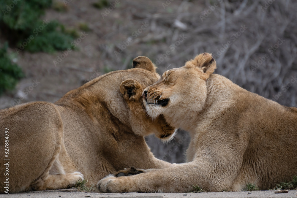 Two Asian lionesses being affectionate Two Asian lionesses being affectionate