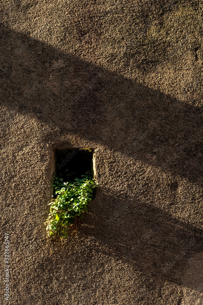 Cymbalaria muralis Mauer Zimbelkraut Wand Ranke Pflanze Sonne Nische