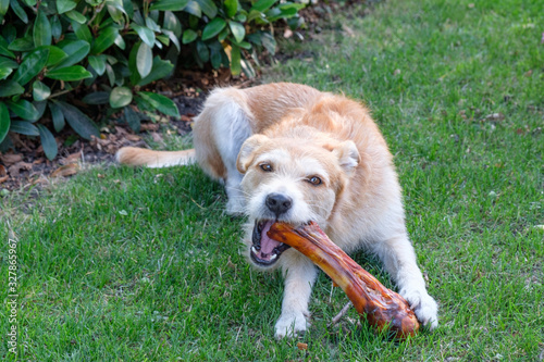 brown dog with bone on rass in garden