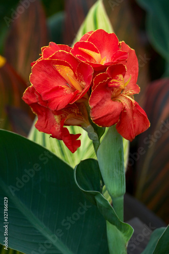 Close up of Canna Lily 3 Lucifer photo