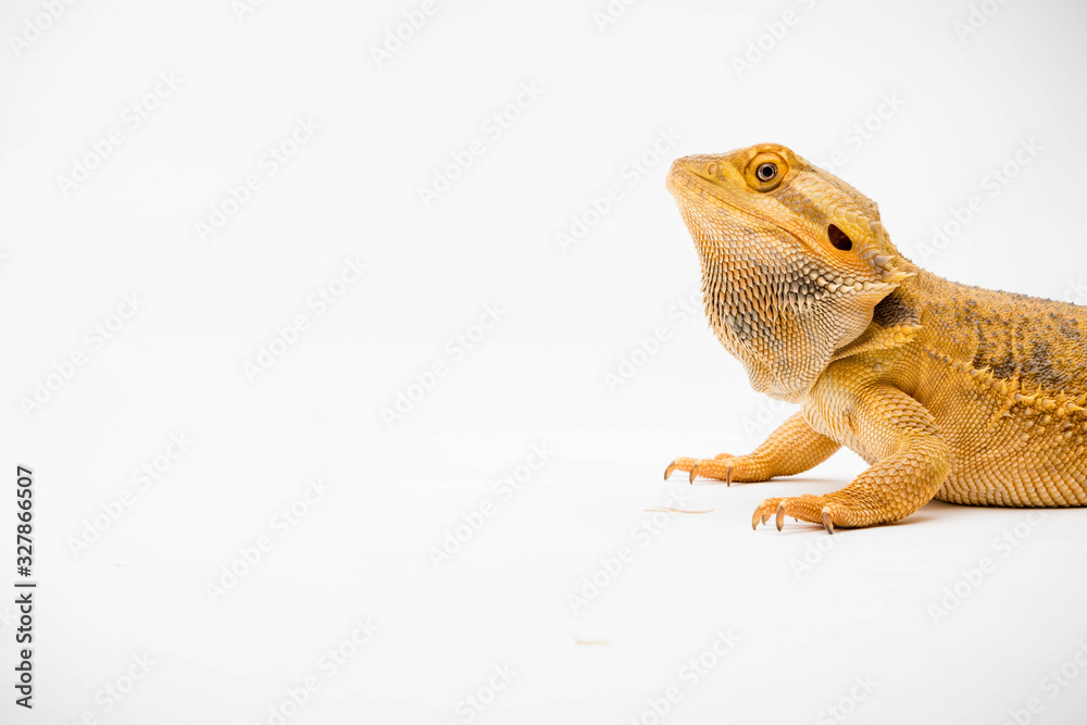 Fototapeta premium A Bearded Dragon reptile