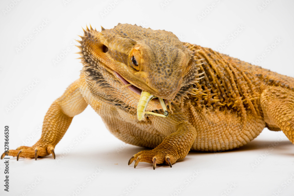 Obraz premium A Bearded Dragon reptile