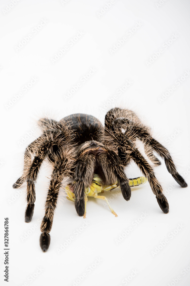 A Honduran Curly Hair Tarantula