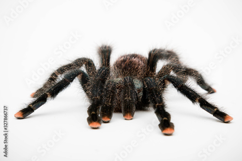 A Pink Toe Tarantula photo