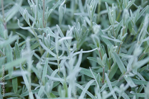 Muted light green background. Pale green stems of spring blooming flowers. Close up photo, selective focus
