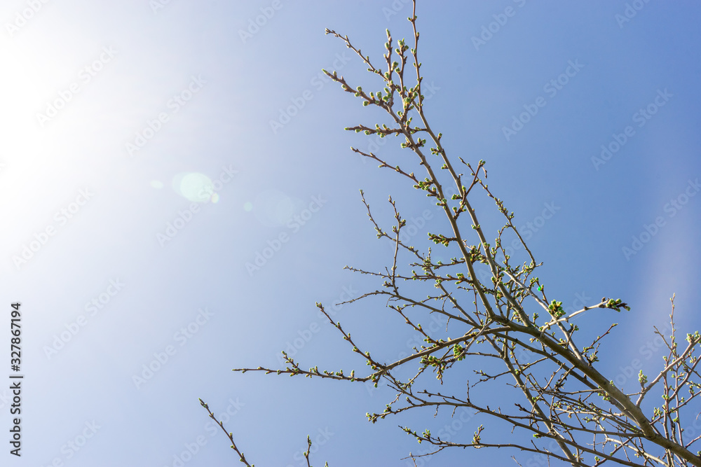 Obraz premium Early spring. Buds on tree branch on Sunny day. Beautiful natural background with copy space and place for text, design with lens flare bokeh lights