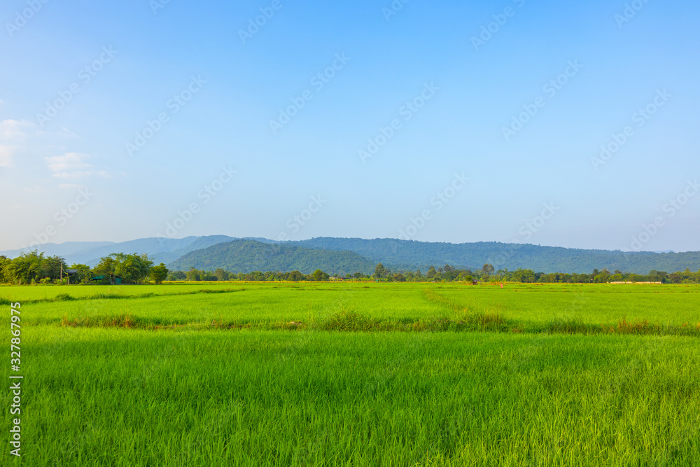 Agriculture green rice field under blue sky and mountain back at contryside. farm, growth and agriculture concept.
