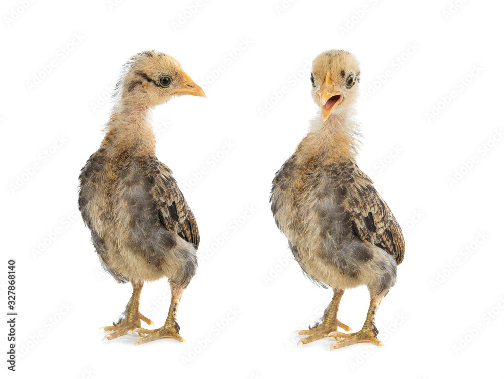 Little Cockerel and chicken isolated on a white background. Little Cockerel and chicken isolated on a white background.