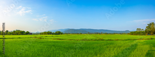 Agriculture green rice field under blue sky and mountain back at contryside. farm, growth and agriculture concept. © Charnchai saeheng