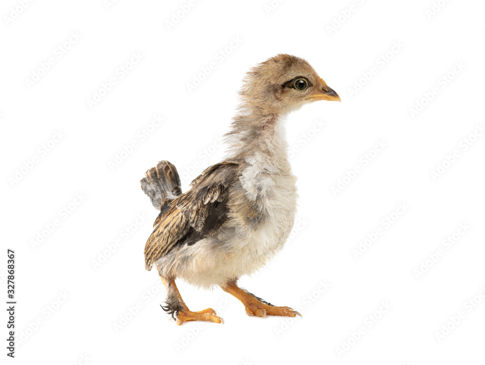 Monthly chick isolated on a white background.