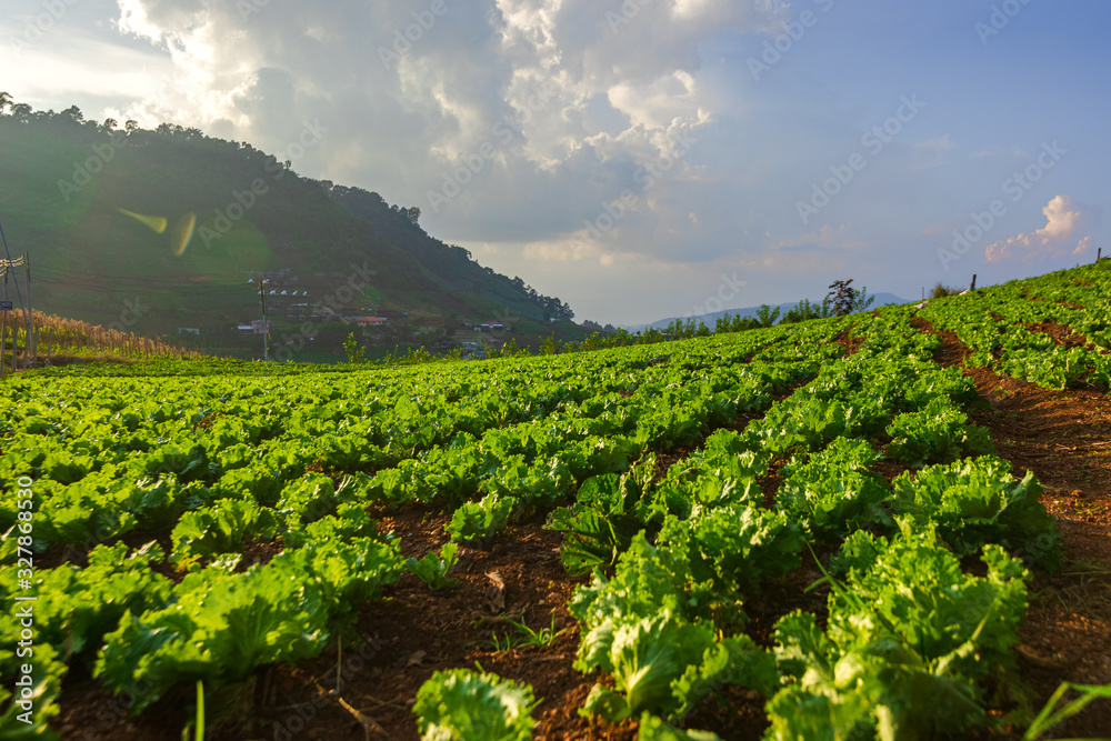 The chinese cabbagevegetable farm field on the mountain. Farm, harvest, agriculture concept.