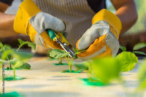 Slika na platnu farmer ware agricultural gloves and use