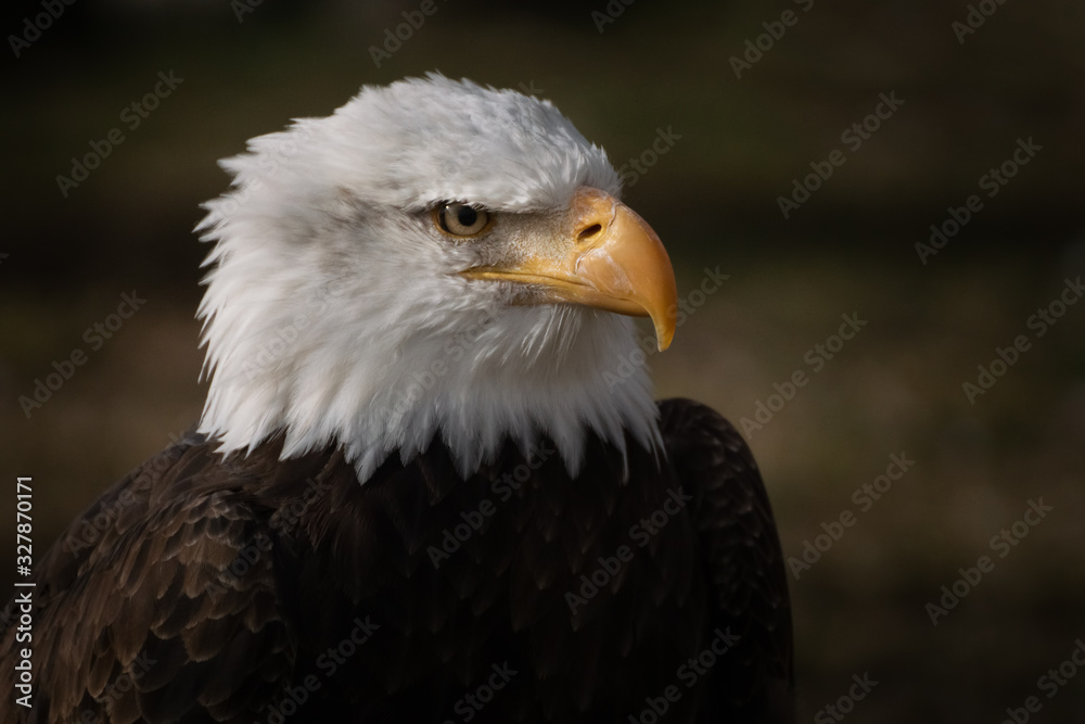 Face portrait of an American bald eagle Face portrait of an American bald eagle