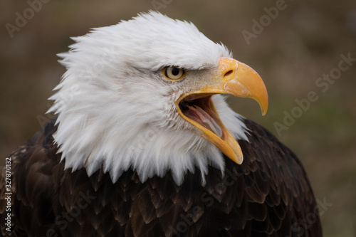 Face portrait of an American bald eagle