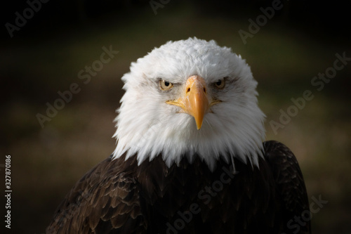 Face portrait of an American bald eagle