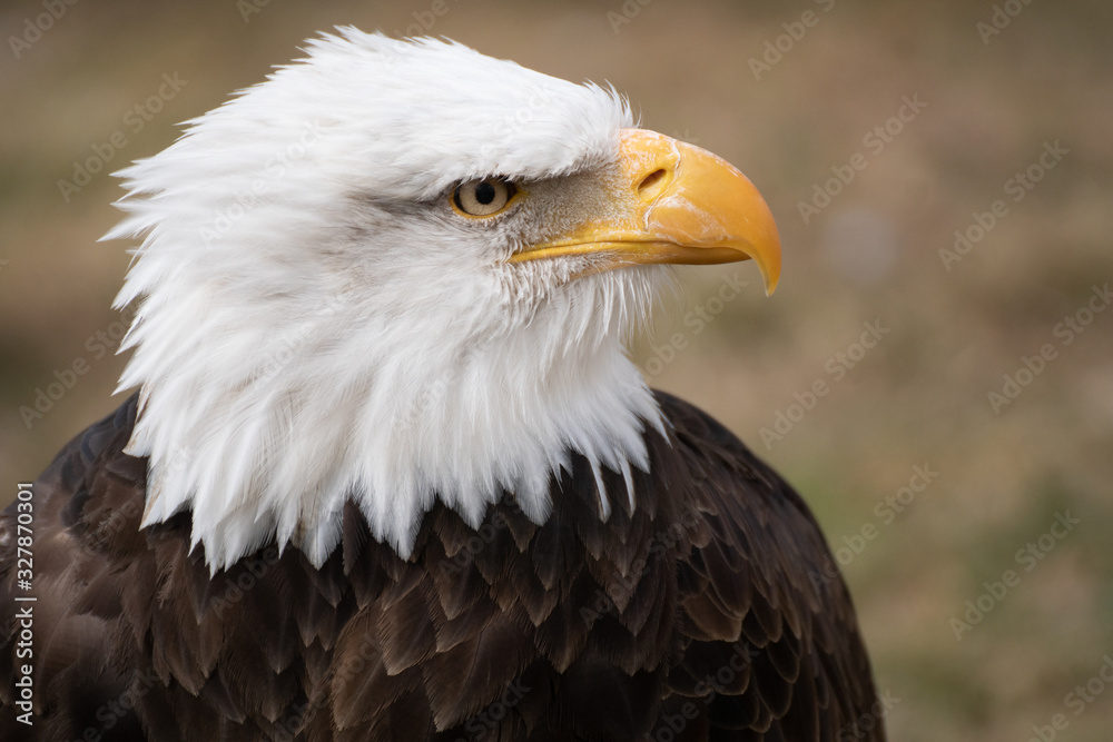 Face portrait of an American bald eagle Face portrait of an American bald eagle