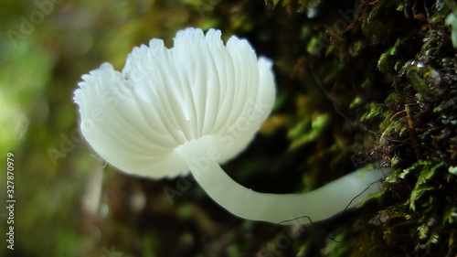 Photos Seta blanca fosforescente