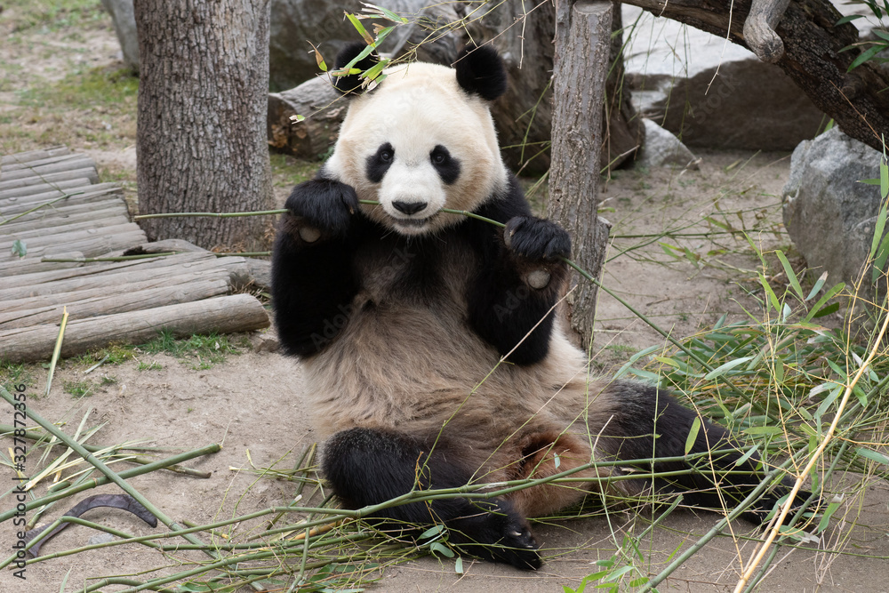 Fototapeta premium Portrait of a giant panda bear female eating bamboo