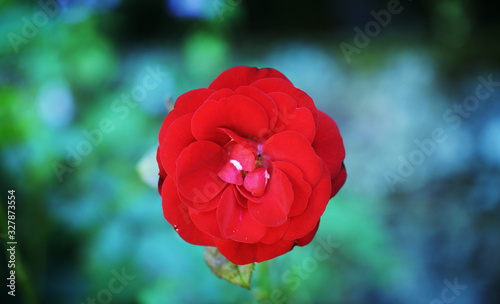 macro fleur rouge rose nature