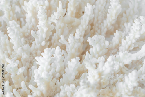 Complex shape sea coral
