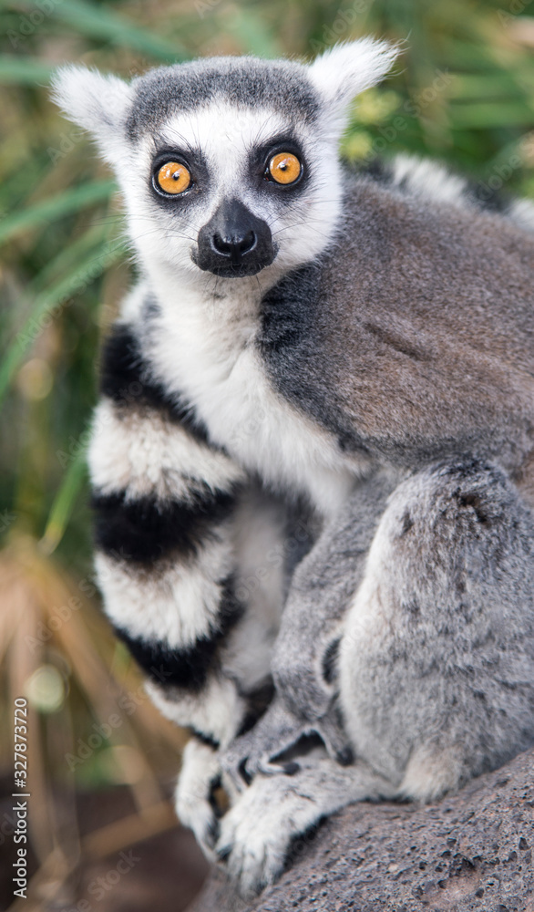 Obraz premium Striped lemur is looking at close range