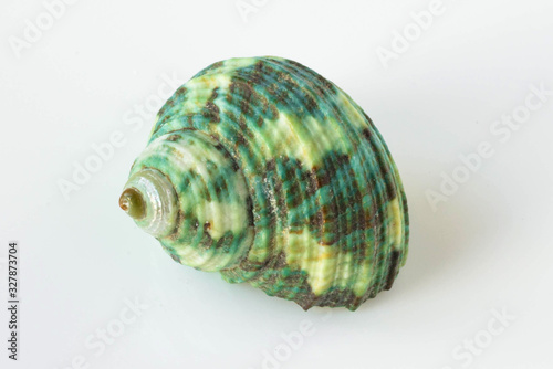 A beautiful sea green shell