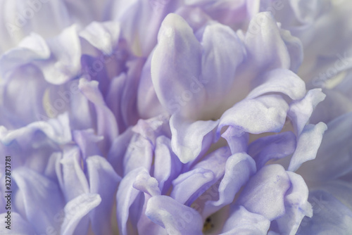 Flower lilac hyacinth background