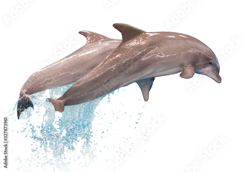 Fotografia Grey dolphins isolated
