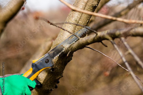 Pruning spring garden tree plants, seasonal garden concept.