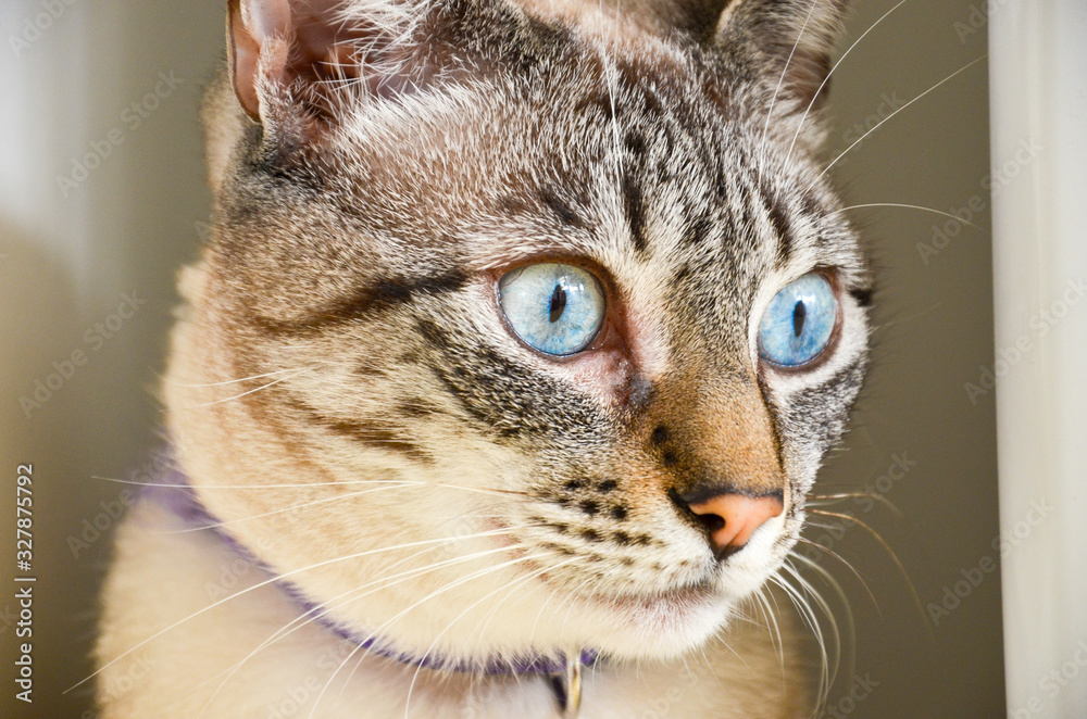 close up on tabby gray cat face with blue eyes