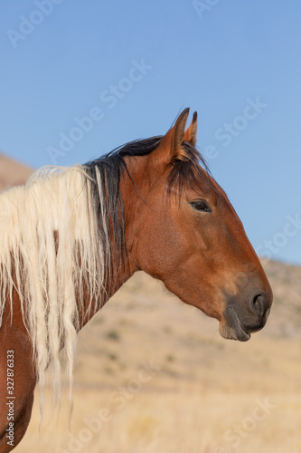 Fototapeta Naklejka Na Ścianę i Meble -  A Majestic Wild Horse in Fall in the Utah Desert